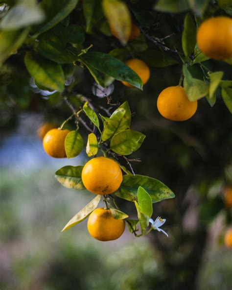 Pomelo Hanging on Tree in Garden · Free Stock Photo