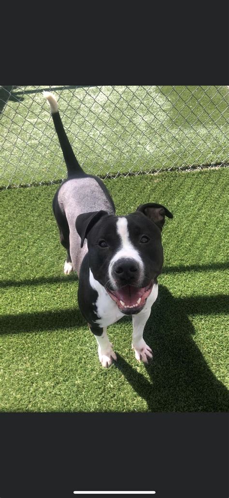 Does any one know what he could be mixed with? The pound just said he was a pit mix : r/Pitbull
