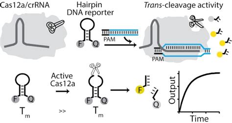 Enhancement Of Crispr Cas12a Trans Cleavage Activity Using Hairpin Dna Reporters Abstract