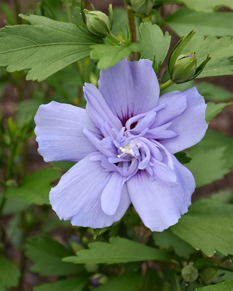 Rose-Of-Sharon 'Blue Chiffon' | Kennedy's Country Gardens | Garden Center | Scituate, MA