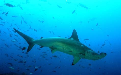 Hammerhead Shark | Shark Facts and Information