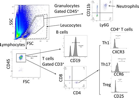 Gating Strategy For Immune Cell Analysis Whole Blood Was Diluted With