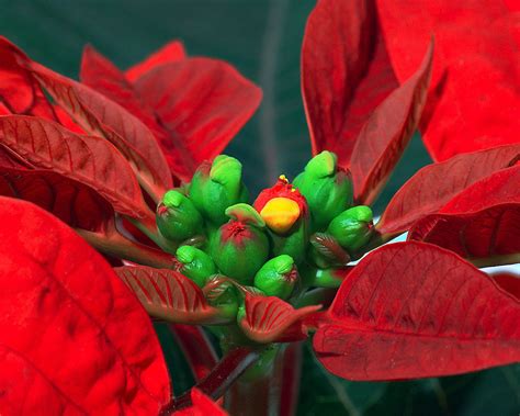 Podcast Host Of Whavs ‘melindas Garden Moment Offers Poinsettia