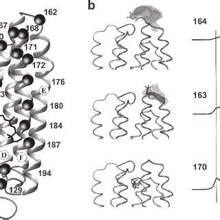 (a) Structure of bacteriorhodopsin. A selection of spin labeled ...