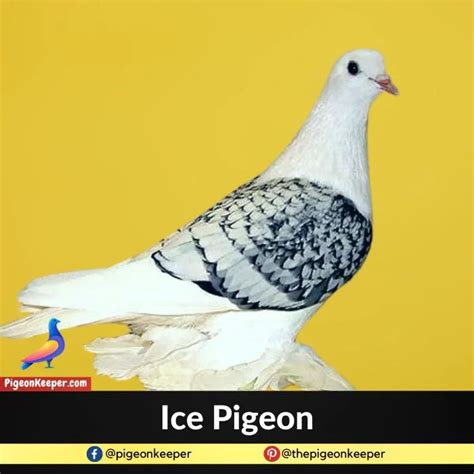 10 Pigeon Breeds That Make The Best Pets - Pigeon Keeper