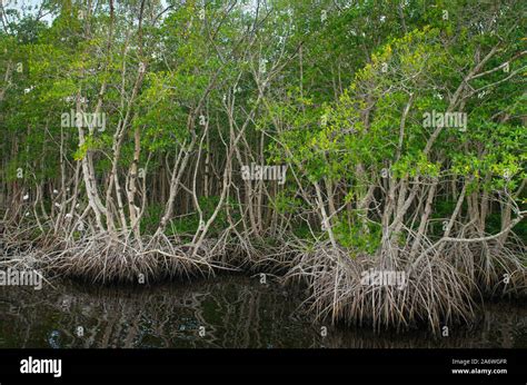 American Mangroves Rhizophora Mangle Fotograf As E Im Genes De Alta