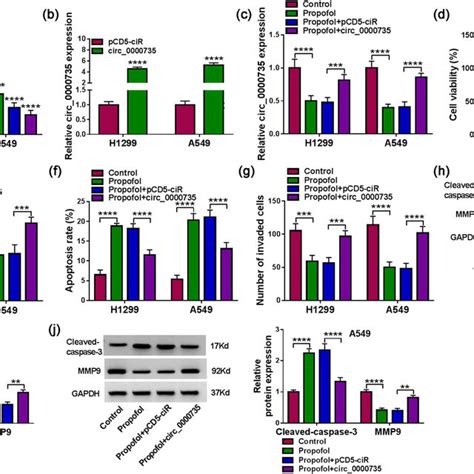 Circ0000735 Regulated Nsclc Cell Proliferation Apoptosis And