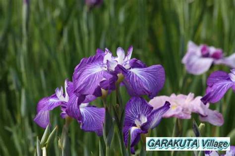 岩国市・城山花菖蒲園と吉香花菖蒲園の花菖蒲 2009 錦帯橋花菖蒲まつりiwakuni Shiroyama Iris Garden