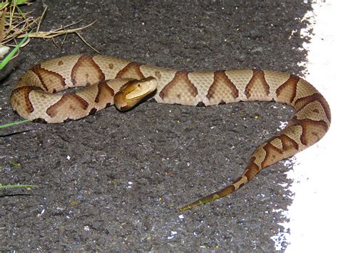 Maryland Biodiversity Project Eastern Copperhead Agkistrodon Contortrix