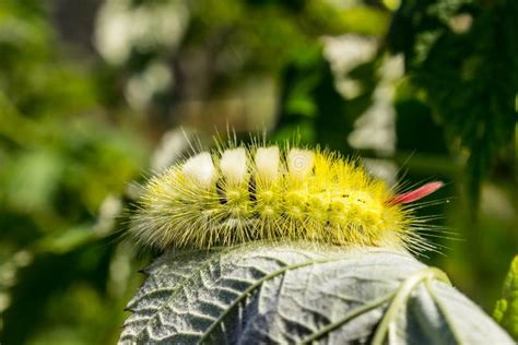 Calliteara Pudibunda Pale Tussock Caterpillar Fluffy Caterpillar