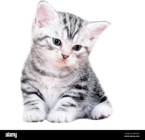 Cute American Shorthair Cat Kitten Isolated On White Background Stock