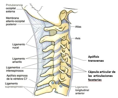 Fisioterapia Para El S Ndrome Del Latigazo Cervical Avanfi