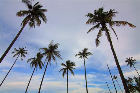 Palm Trees Blue Sky Royalty Free Photo