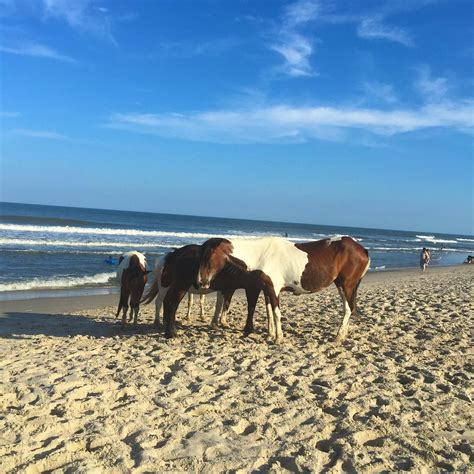 Assateague Island National Seashore Ce Qu Il Faut Savoir Pour Votre Visite Avec Photos