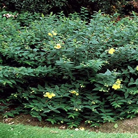 Amazon Perennial Farm Marketplace Hypericum P Hidcote St John