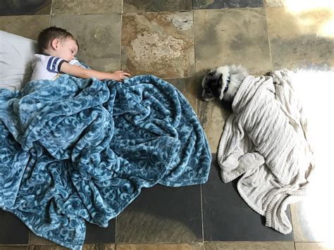 A Wiggle Butt And A Wiggle Babe R AustralianShepherd