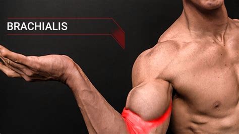 How To Get Wider Biceps | Brachialis Muscle | ATHLEAN-X