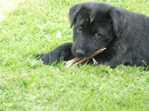 Shar Pei X Poodle Brecon Powys Pets4homes