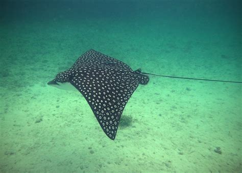 Spotted Eagle Ray Coco Cay Bahamas 2013 07 13 Seascout Flickr