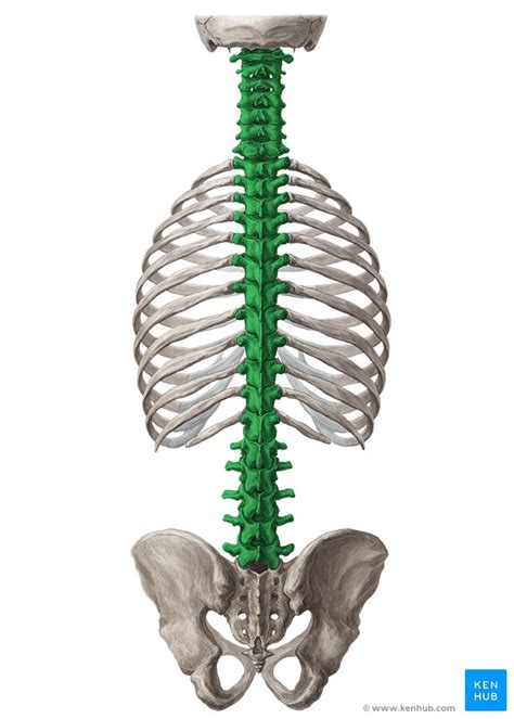 Coluna Vertebral Anatomia Vértebras Articulações Kenhub