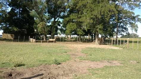 Campo Ganadero con Mejoras en Venta 195 Hectáreas Ranchos Buenos Aires