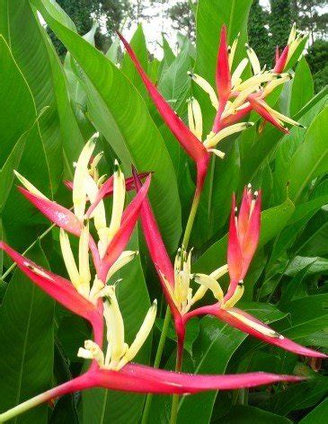 Buy Heliconia Psittacorum Lady Di Aka Lobster Claw Bird Of Paradise