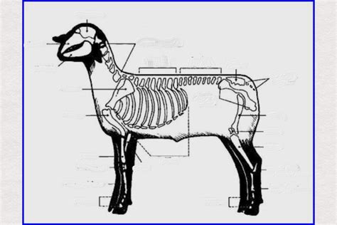 Sheep Skeletal System Diagram Quizlet