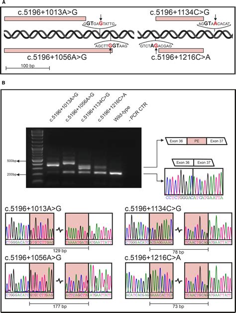 Splicing Defects And CRISPR Cas9 Correction In Isogenic Homozygous