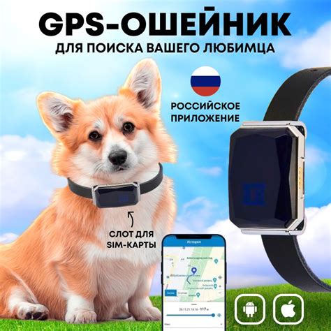 GPS-ошейник для собак - купить с доставкой по выгодным ценам в интернет ...