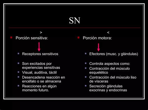 Niveles Gerarquicos De Organizacion Del Sistema Nervioso PPT