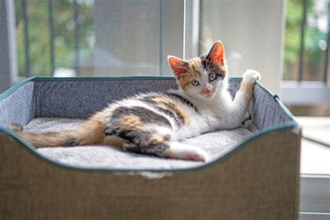 Calico Cats Why Are These Beautiful Cats Always Female