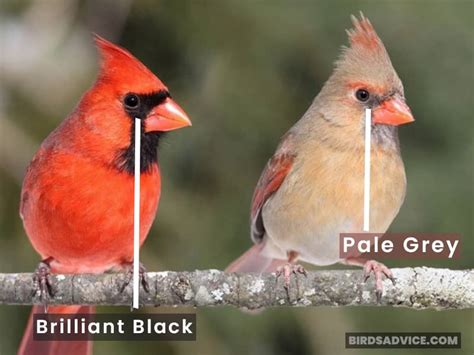 Male Vs Female Cardinal How To Tell Them Apart