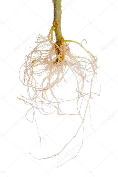 Причины плохого развития корневой системы у рассады томатов, как укрепить