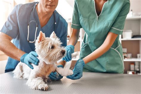 El Paro Siguen Cayendo Entre Los Veterinarios