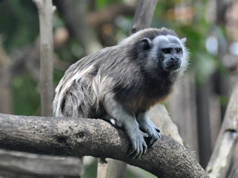 Saguinus Leucopus White Footed Tamarin In Zoos