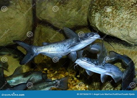 The Channel Catfish Ictalurus Punctatus Invasive Species In Spain