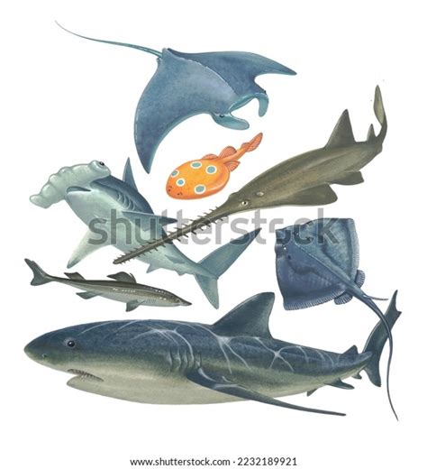 Realistic Color Scientific Illustration Shark Rays Stock Illustration