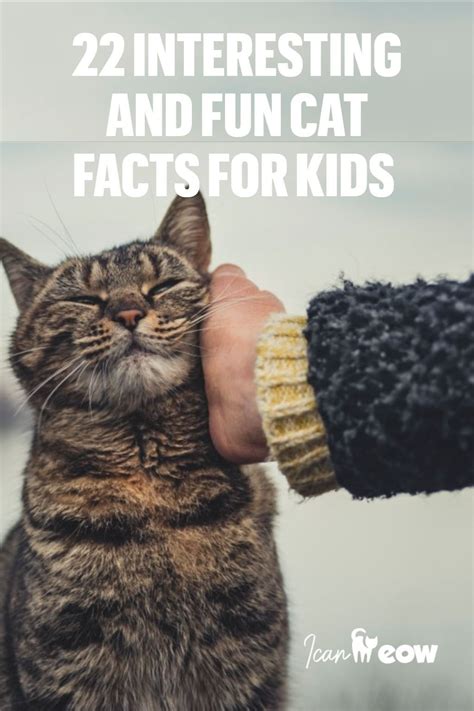 22 Interesting And Fun Cat Facts For Kids | Cat facts, Facts for kids ...