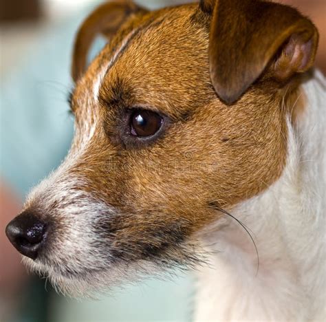 Cute Jack Russell Terrier Stock Photo Image Of Muscular 27878212