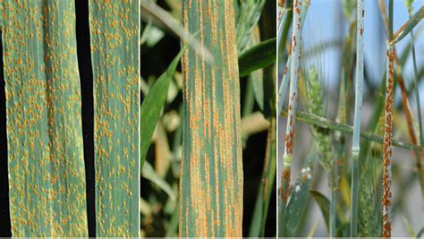 #208: Rust Diseases of Wheat – Fungus Fact Friday