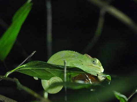 Mountain Dwarf Chameleons Genus Nadzikambia · Inaturalist