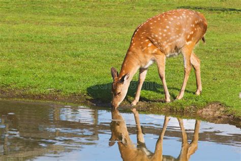 Deer Drinking Water Stock Image Image Of Deer Beige