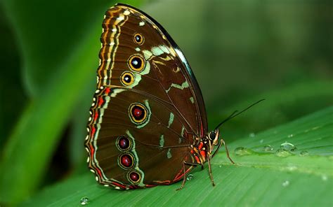 Mariposas Fondos De Pantalla Hd Wallpapers Hd