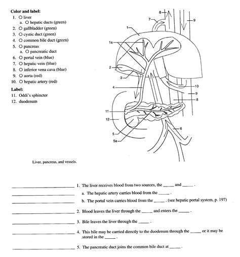 19 Heart Anatomy Blood Flow Worksheet - Free PDF at worksheeto.com