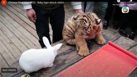 虎の赤ちゃんがうさぎを襲い 春節の祝いの場が恐怖で凍りつく クーリエ・ジャポン