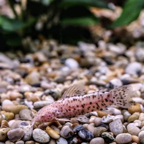 Albino Armoured Catfish Hoplo Cm Sweet Knowle Aquatics Online Shop