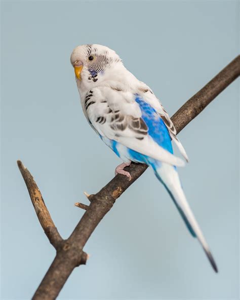 Life Span of Parakeets: A Fascinating Species in Itself