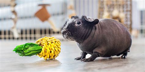 Oxbow’s Complete List of Guinea Pig Breeds - Oxbow Animal Health