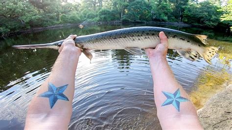 How To Catch Gar Spotted Longnose And Shortnose YouTube