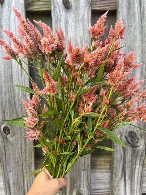 clover ground cover 10